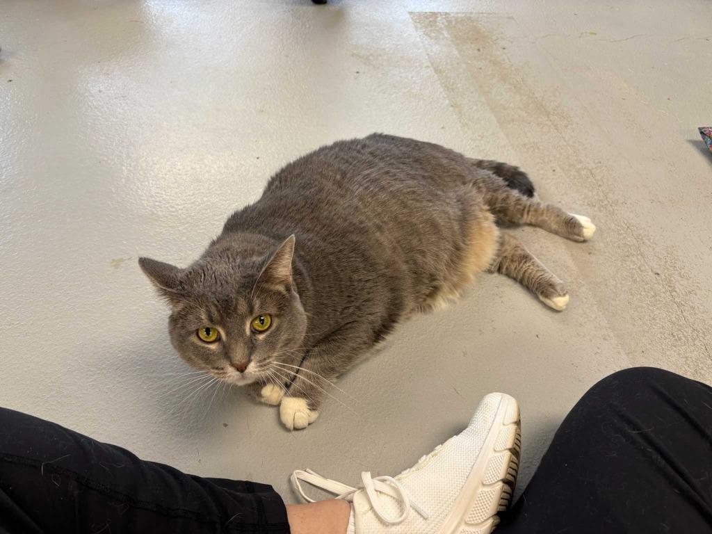 Enlarge Rolo, a Adoptable mixed breed in New Kensington, PA image 4/6