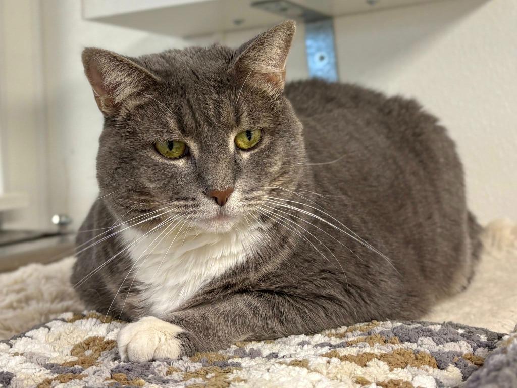 Enlarge Rolo, a Adoptable mixed breed in New Kensington, PA image 5/6