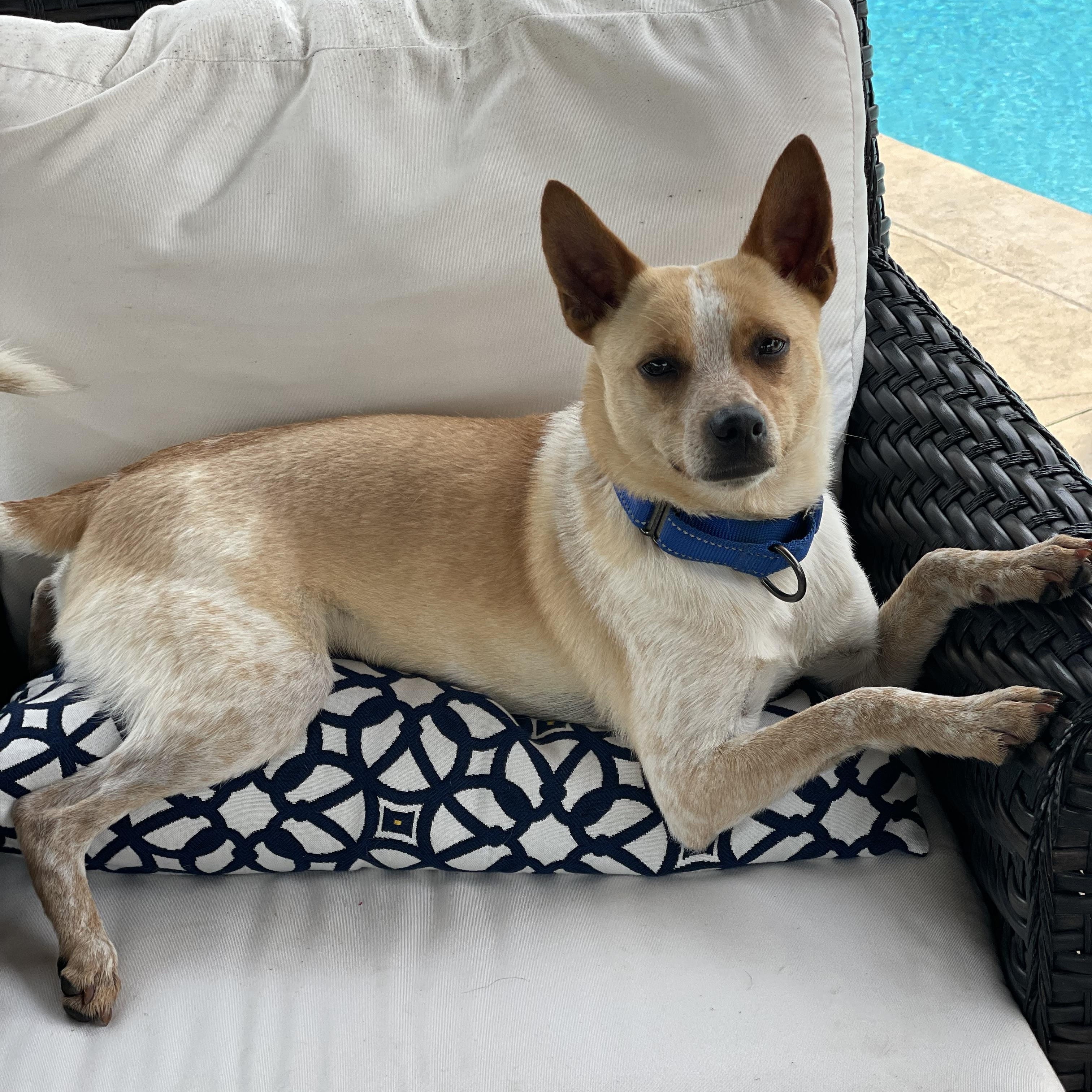 NELSON (WOODY), an adoptable Rat Terrier, Australian Cattle Dog / Blue Heeler in Cincinnati, OH, 45252 | Photo Image 1