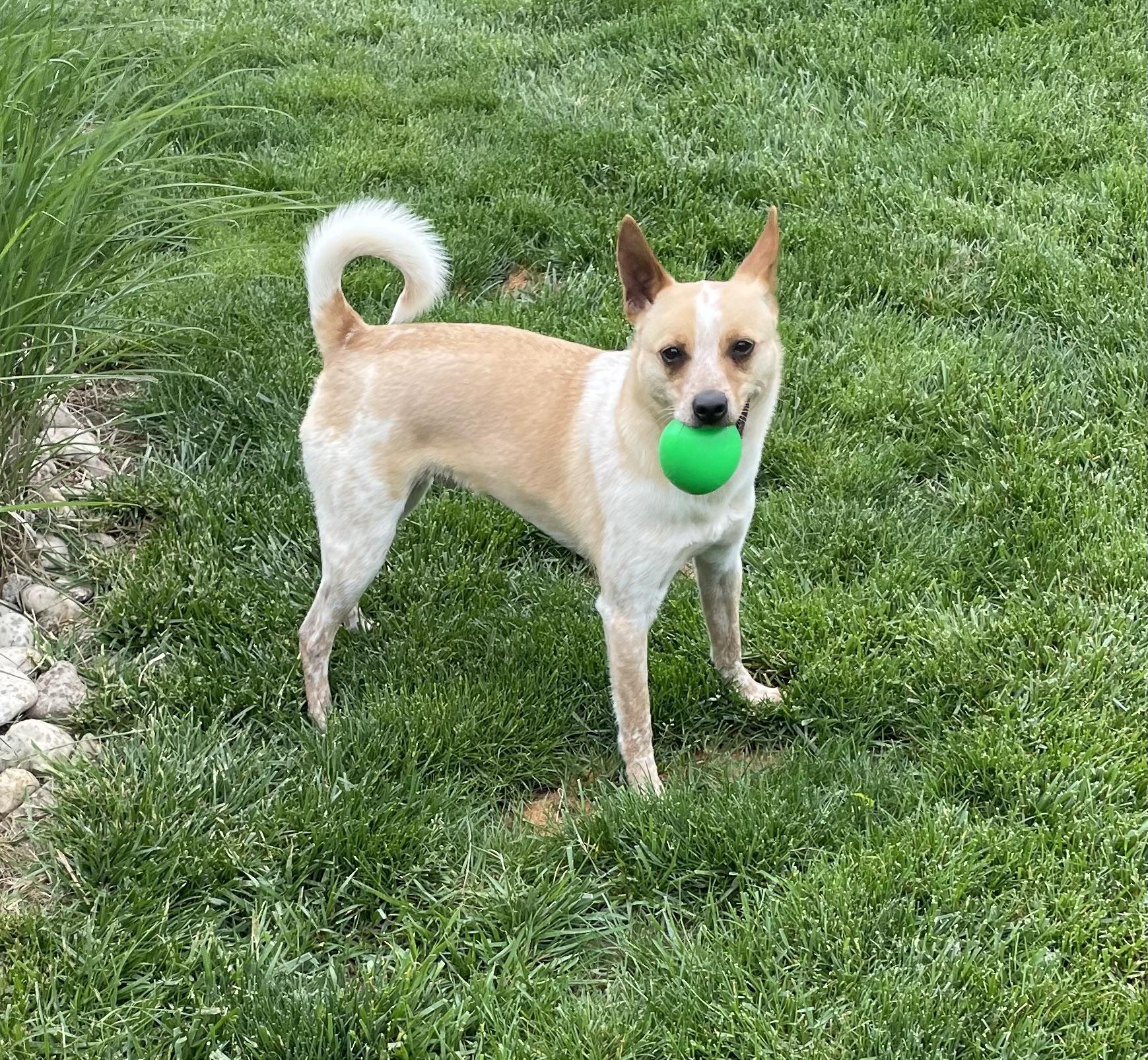 NELSON (WOODY), Adoptable, Adult Male Rat Terrier & Australian Cattle Dog / Blue Heeler.