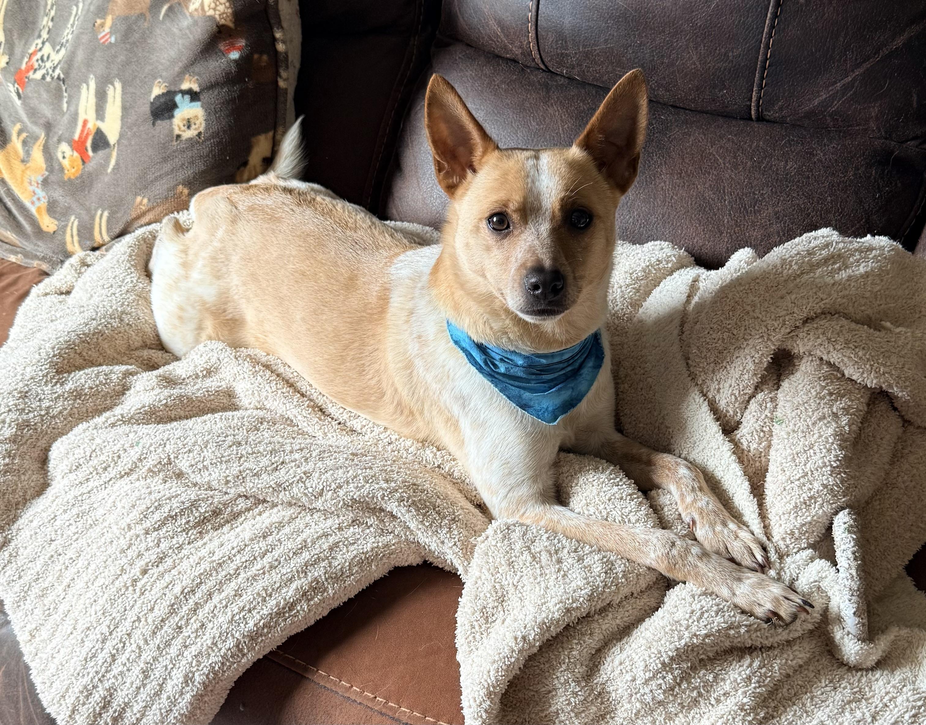 Enlarge NELSON (WOODY), a Adoptable mixed breed in Cincinnati, OH image 6/6