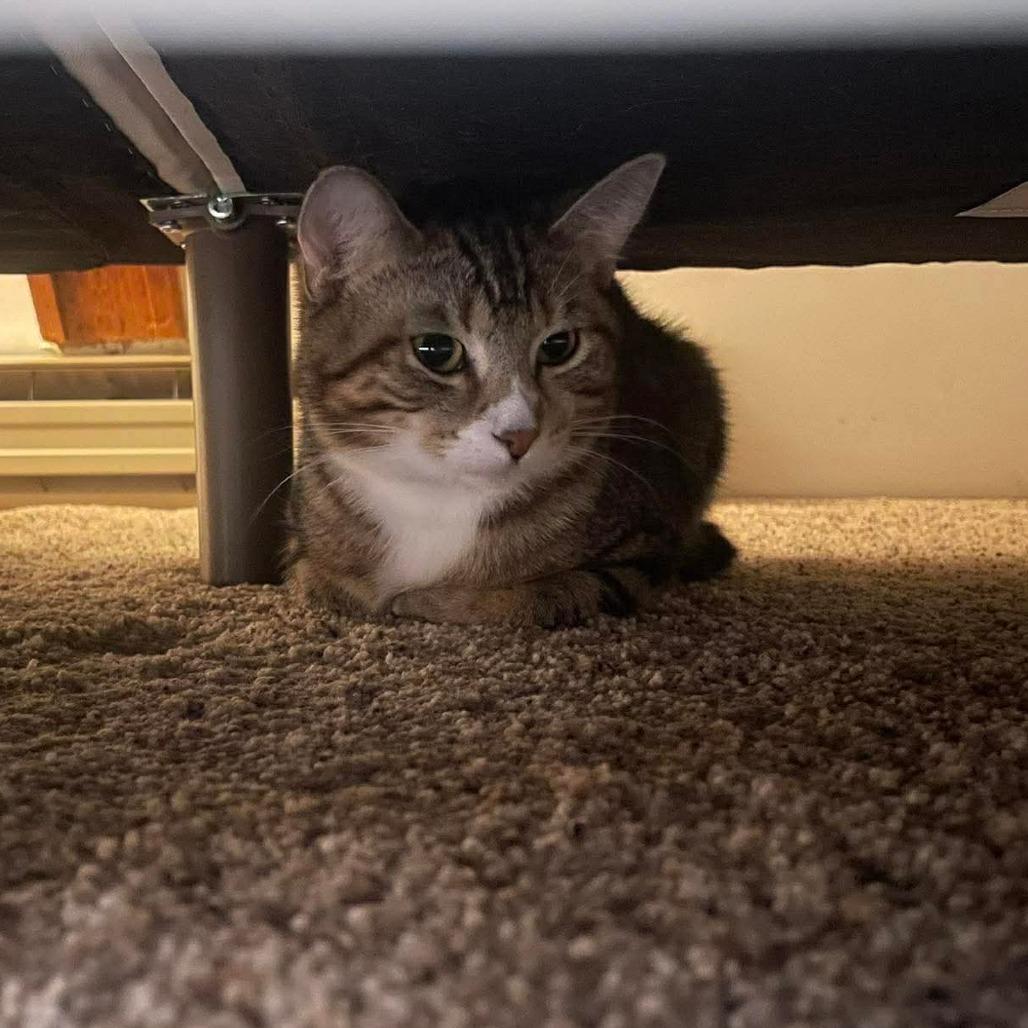 Sally, a Adoptable Domestic Short Hair in Johnstown, PA image 2/2