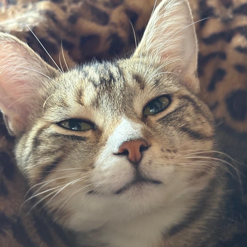 Enlarge Sal, a Adoptable Domestic Short Hair in Johnstown, PA image 3/4