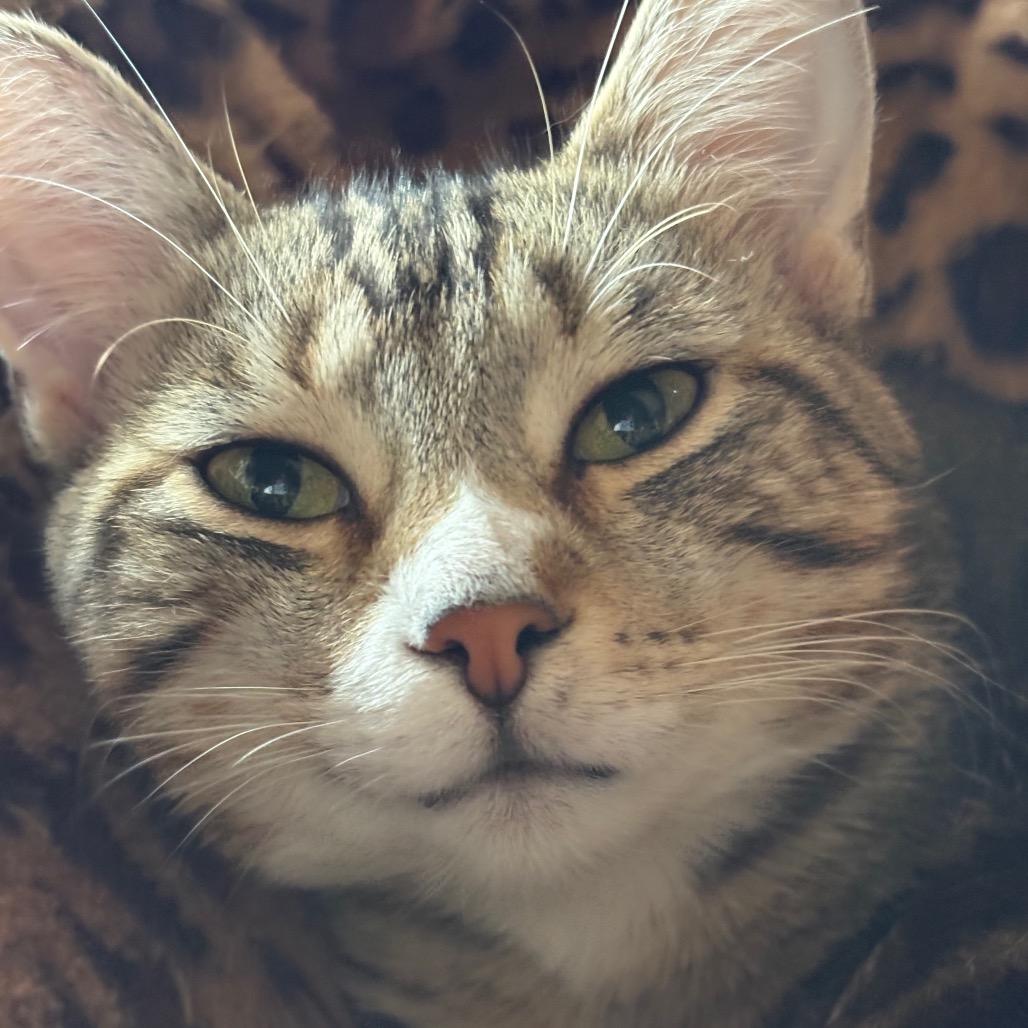 Enlarge Sal, a Adoptable Domestic Short Hair in Johnstown, PA image 4/4