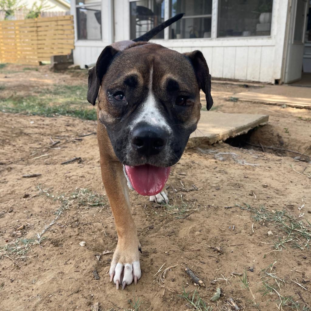 Ginger, Adoptable, Adult Female Pit Bull Terrier & American Staffordshire Terrier.