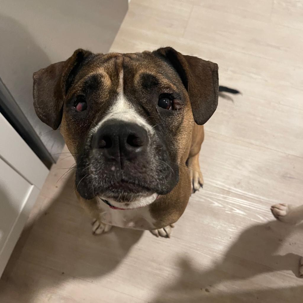 Ginger, a Adoptable mixed breed in Dallas, TX image 2/6