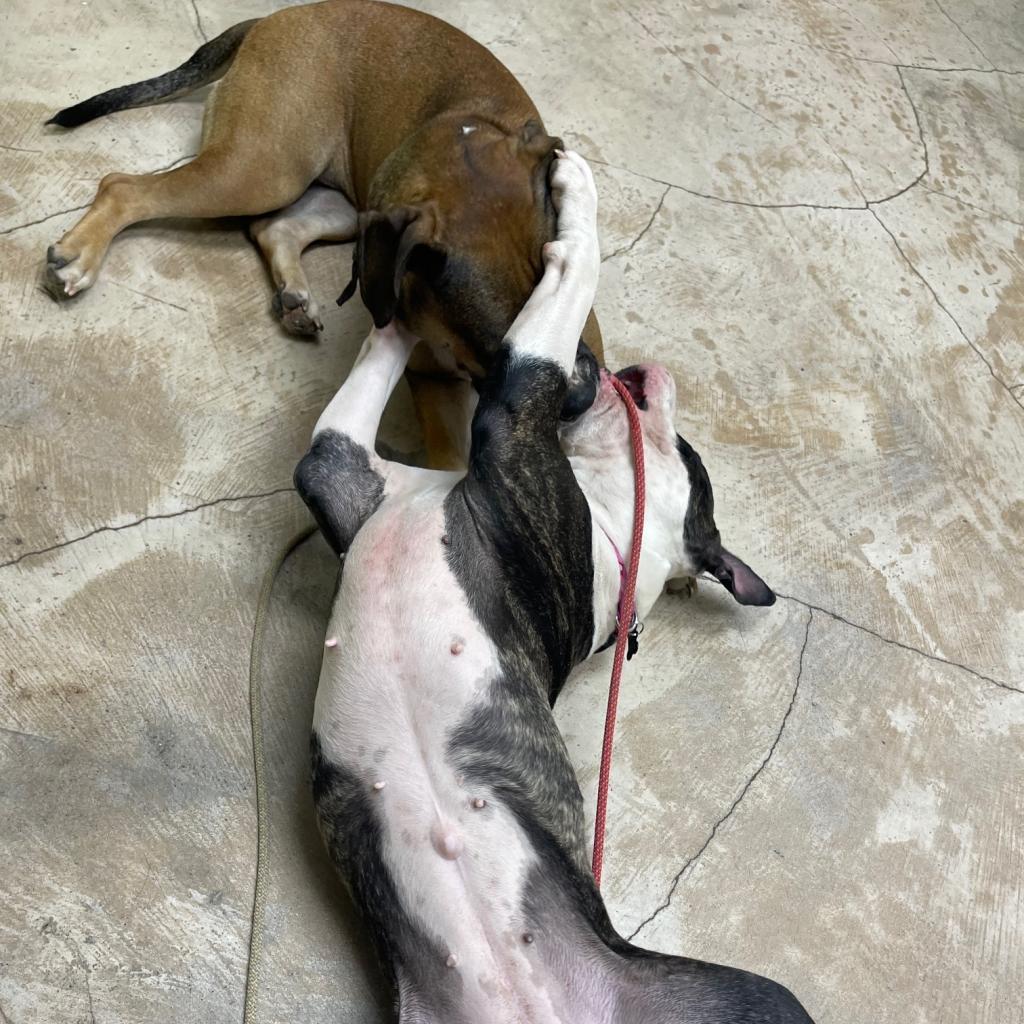 Ginger, a Adoptable mixed breed in Dallas, TX image 3/6