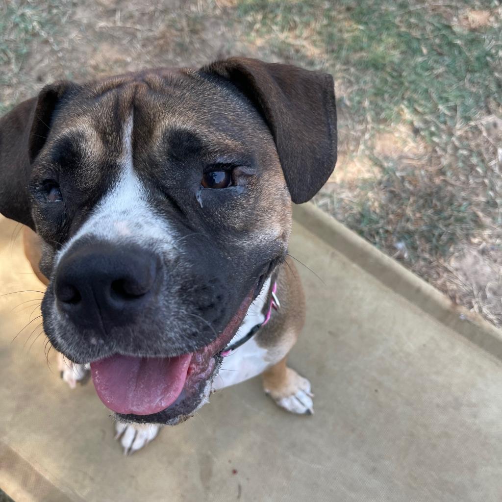 Ginger, a Adoptable mixed breed in Dallas, TX image 4/6