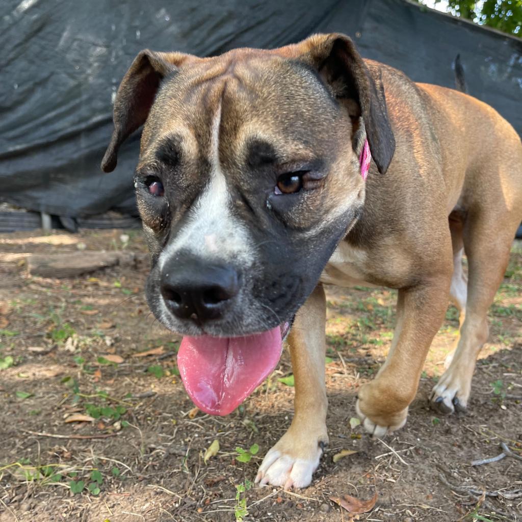 Ginger, a Adoptable mixed breed in Dallas, TX image 6/6