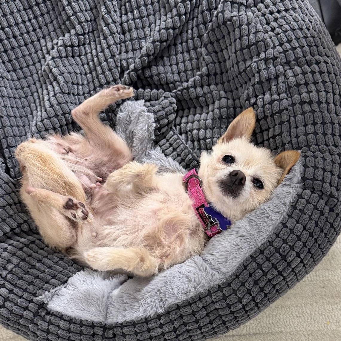 Enlarge Muffin, an adopted mixed breed in Newport Beach, CA image 3/4