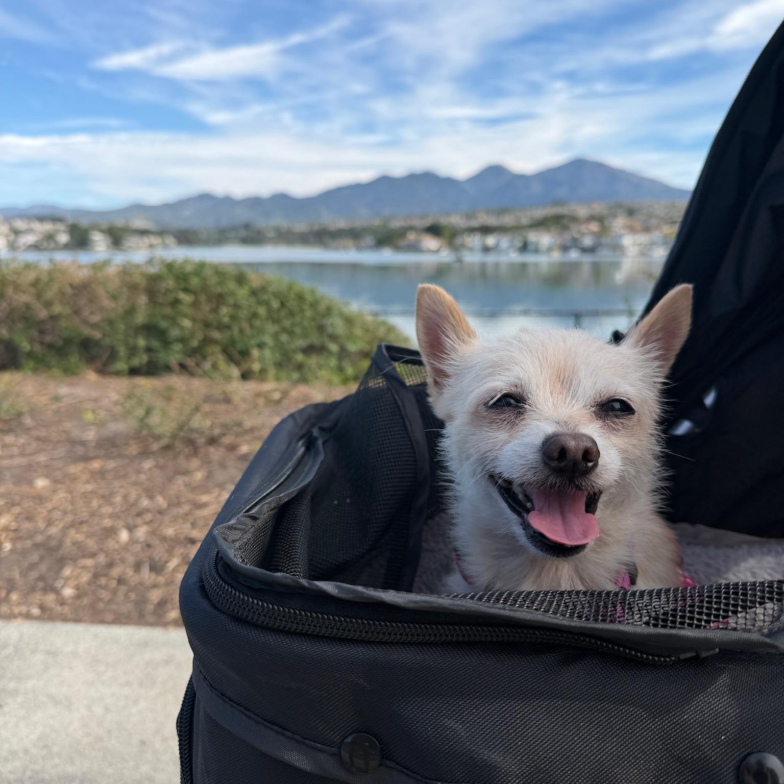 Enlarge Muffin, an adopted mixed breed in Newport Beach, CA image 4/4