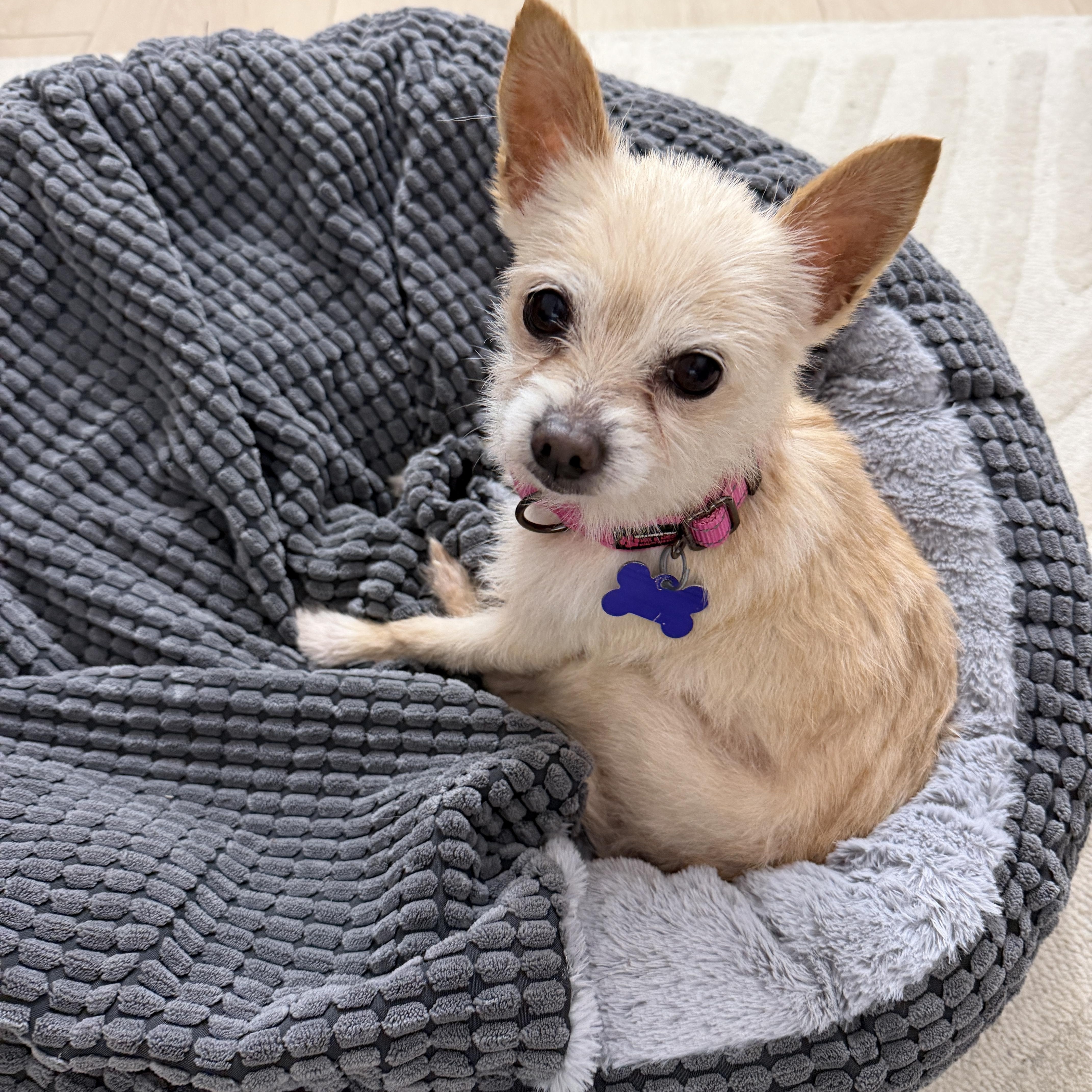 Enlarge Muffin, an adopted mixed breed in Newport Beach, CA image 2/4