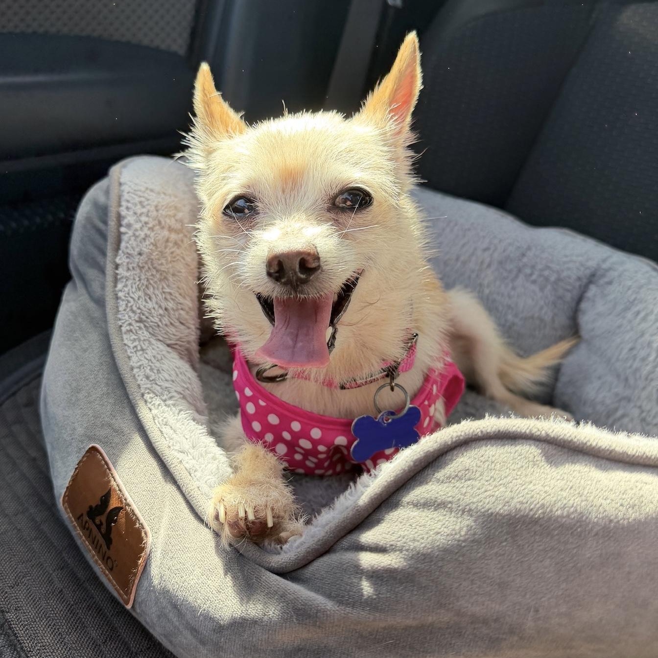 Enlarge Muffin, an adopted mixed breed in Newport Beach, CA image 1/4