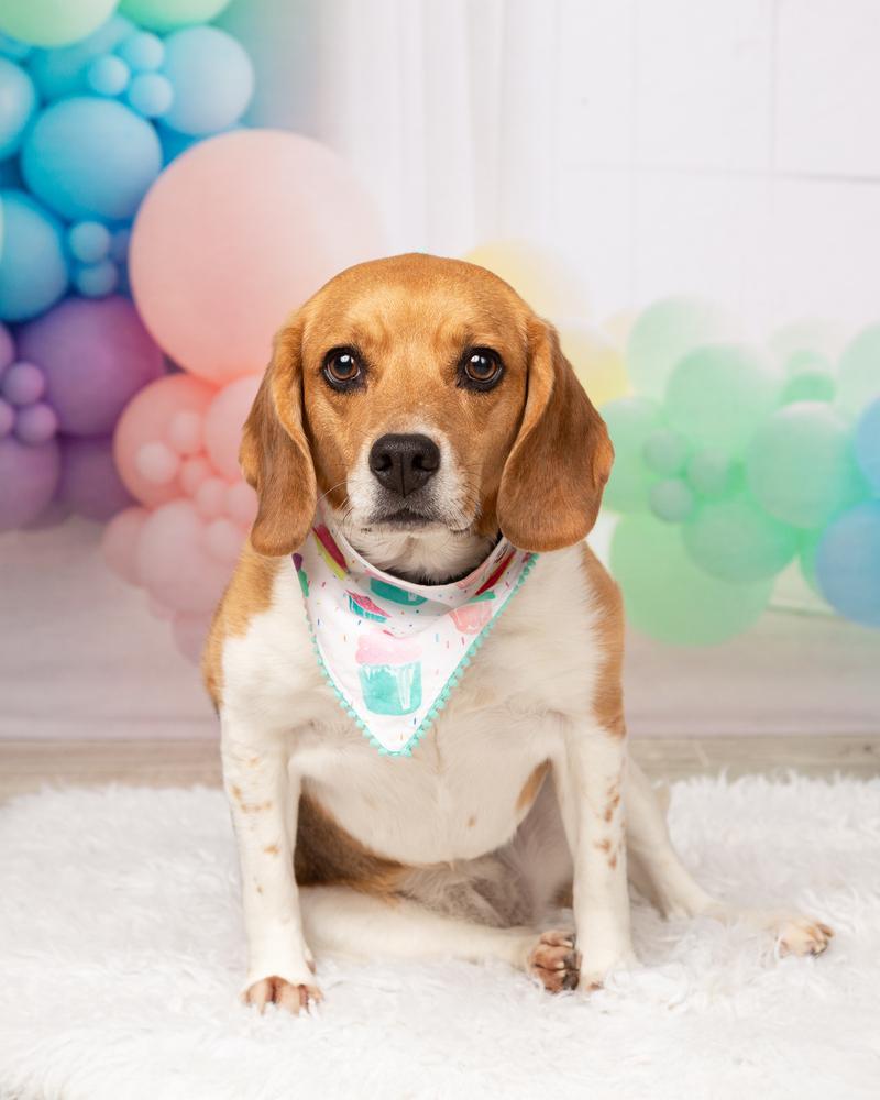 Ruby (Bonded with Rosie), Adoptable, Adult Female Beagle.