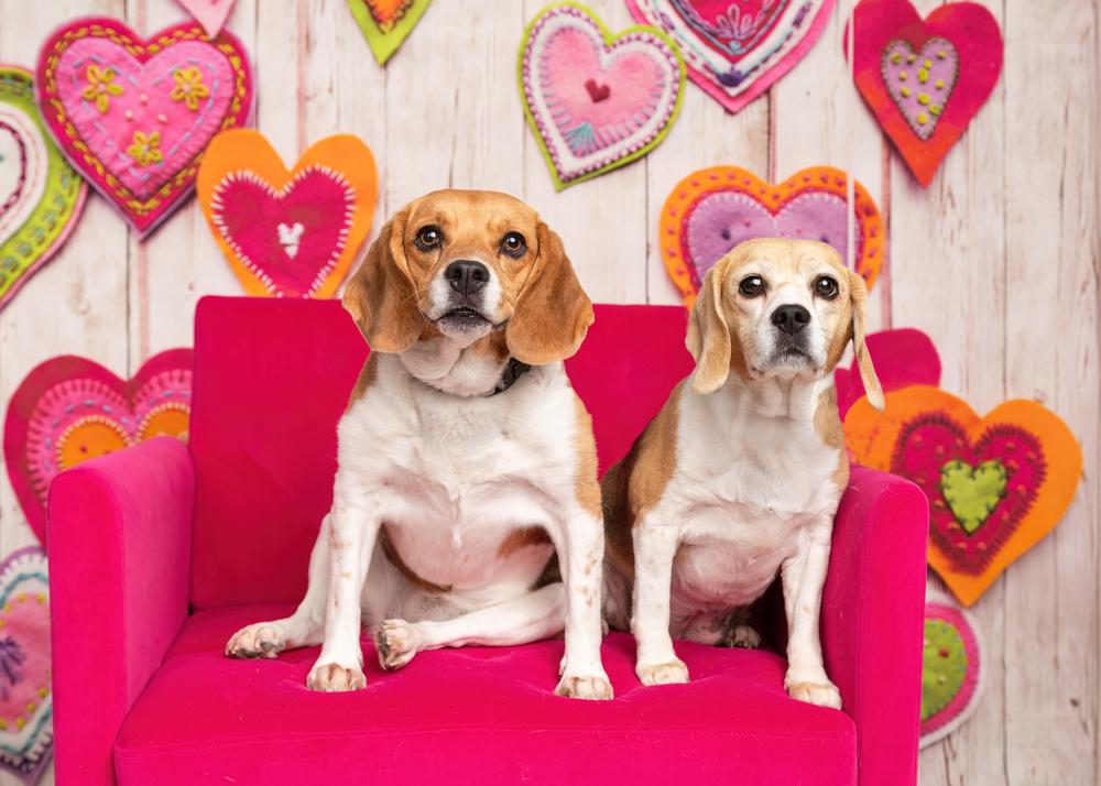 Ruby (Bonded with Rosie), a Adoptable Beagle in Frisco, TX image 2/6