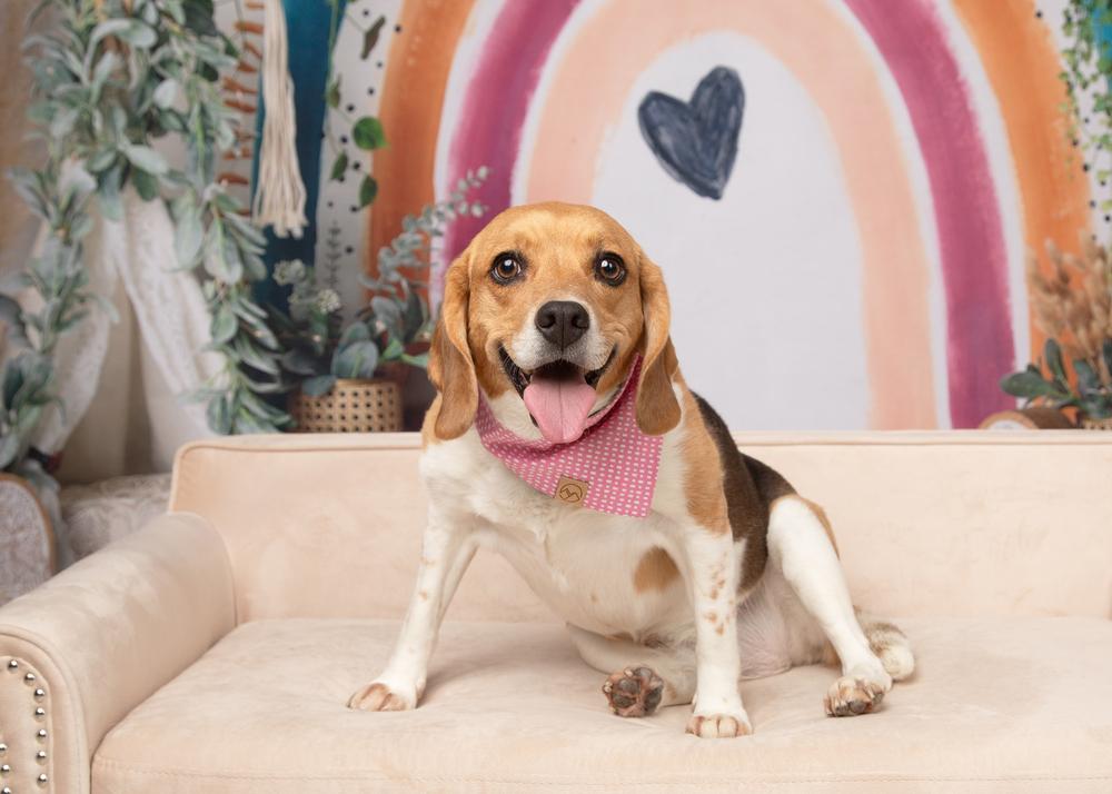 Ruby (Bonded with Rosie), a Adoptable Beagle in Frisco, TX image 4/6