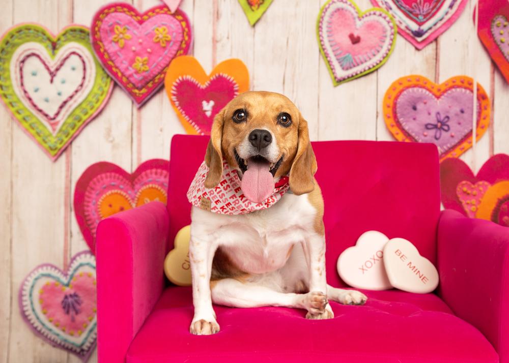 Ruby (Bonded with Rosie), a Adoptable Beagle in Frisco, TX image 5/6