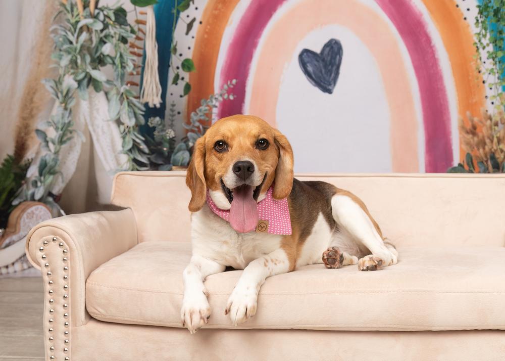 Ruby (Bonded with Rosie), a Adoptable Beagle in Frisco, TX image 6/6