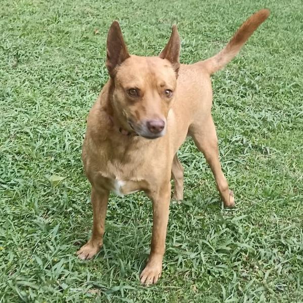 James, a Adoptable mixed breed in Sherwood, OR image 6/6