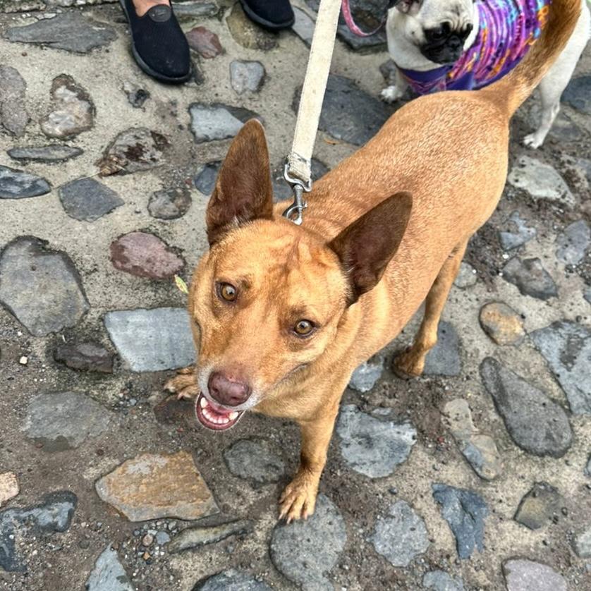 James, a Adoptable mixed breed in Sherwood, OR image 3/6