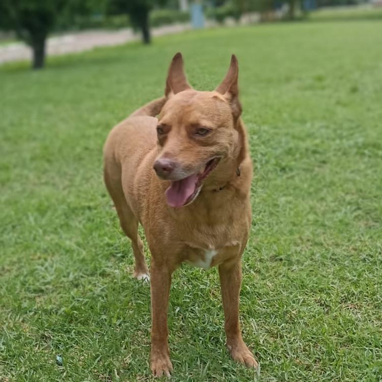 James, a Adoptable mixed breed in Sherwood, OR image 5/6