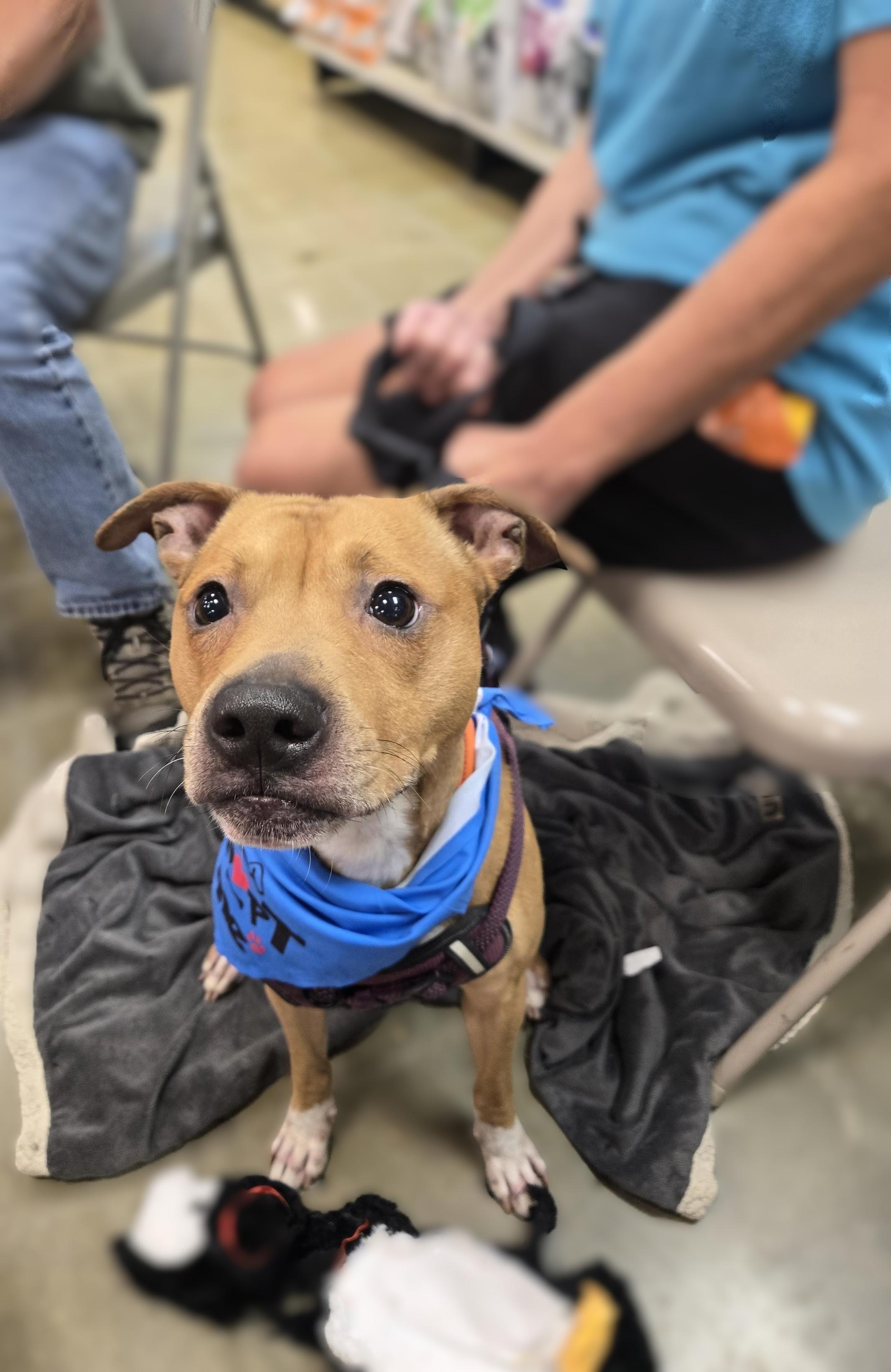 Enlarge Kane, a Adoptable mixed breed in Bowie, MD image 1/3