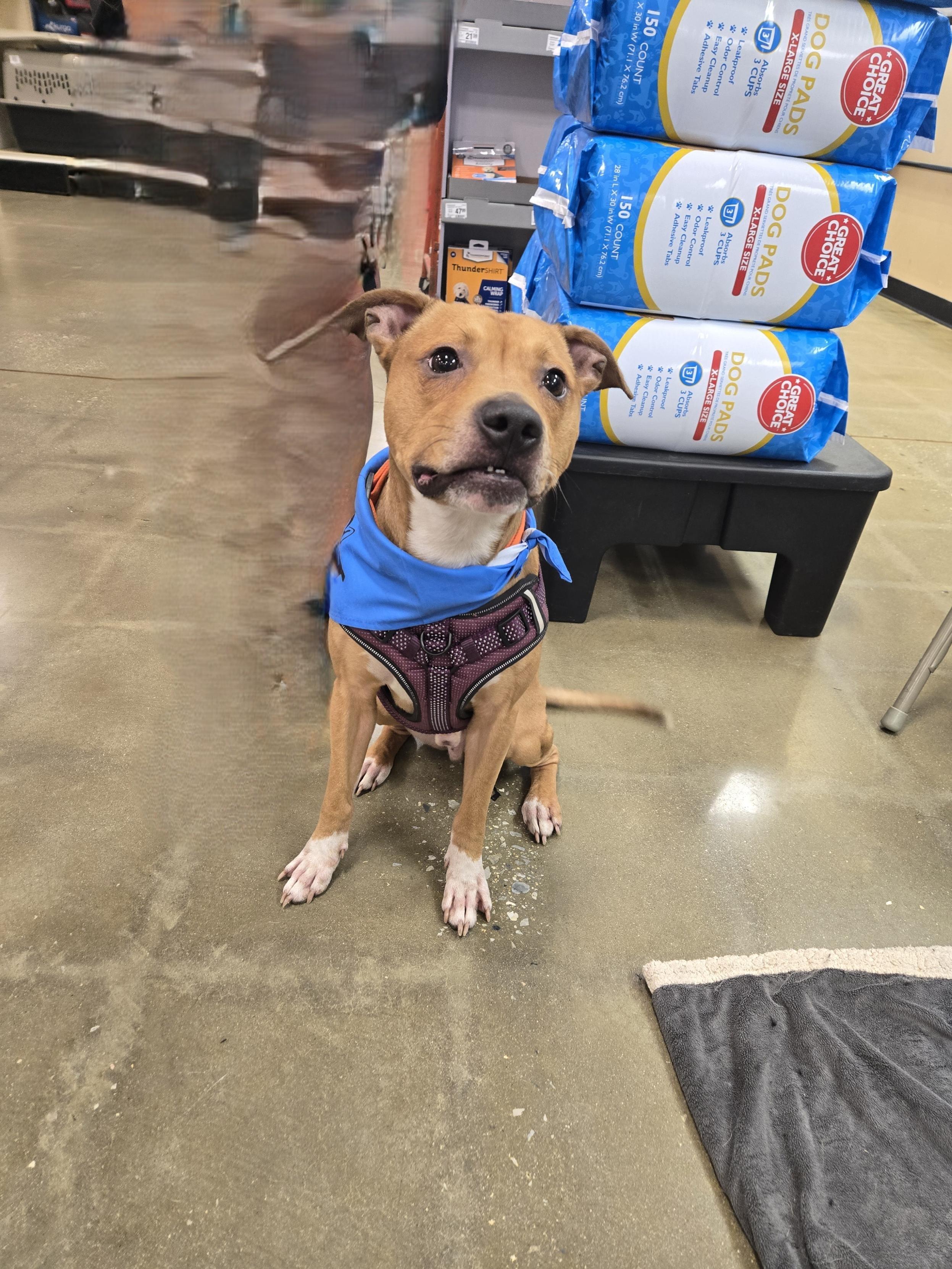 Enlarge Kane, a Adoptable mixed breed in Bowie, MD image 2/3