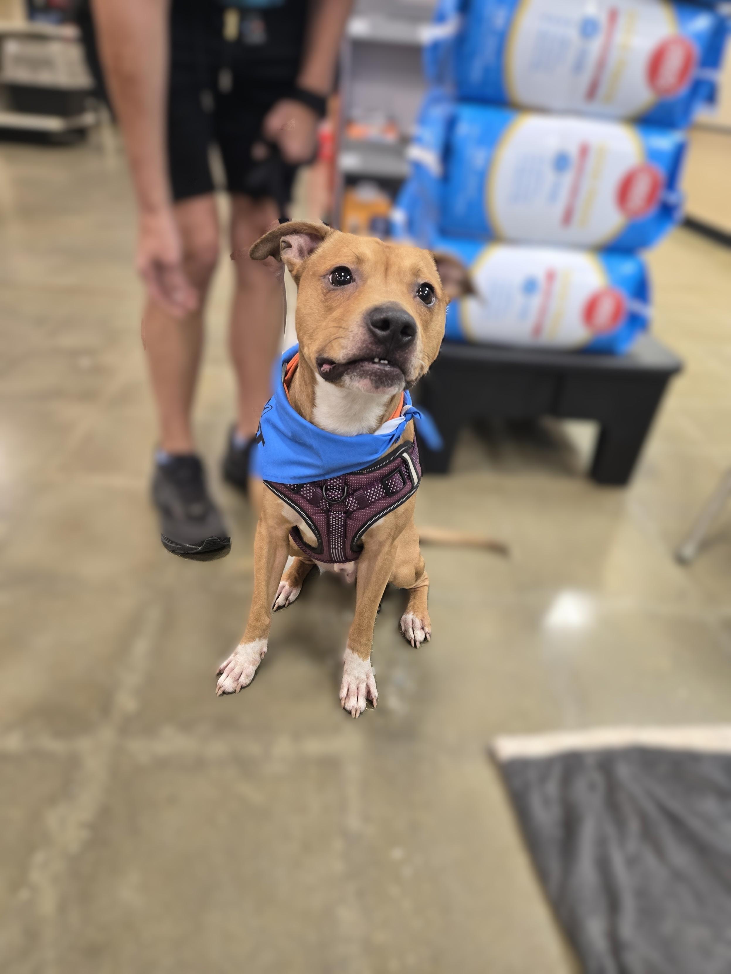 Enlarge Kane, a Adoptable mixed breed in Bowie, MD image 3/3