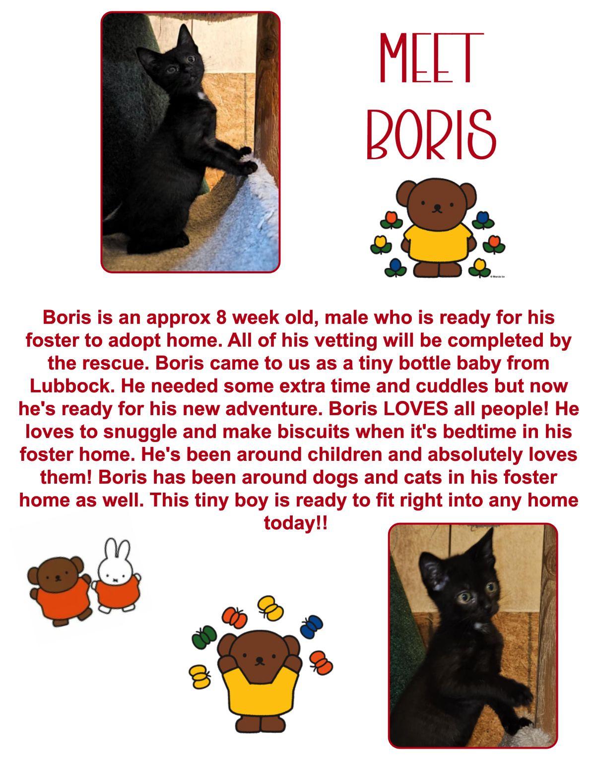 Boris, Baby Male Domestic Short Hair