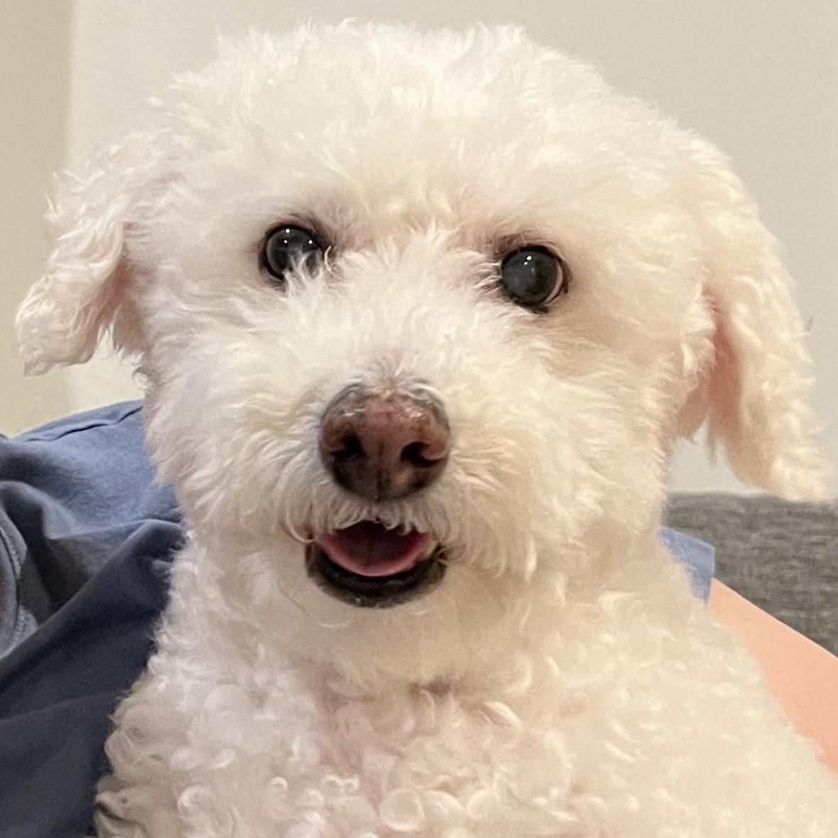 Enlarge Sunny #502, a Adoptable Bichon Frise in Placentia, CA image 1/6