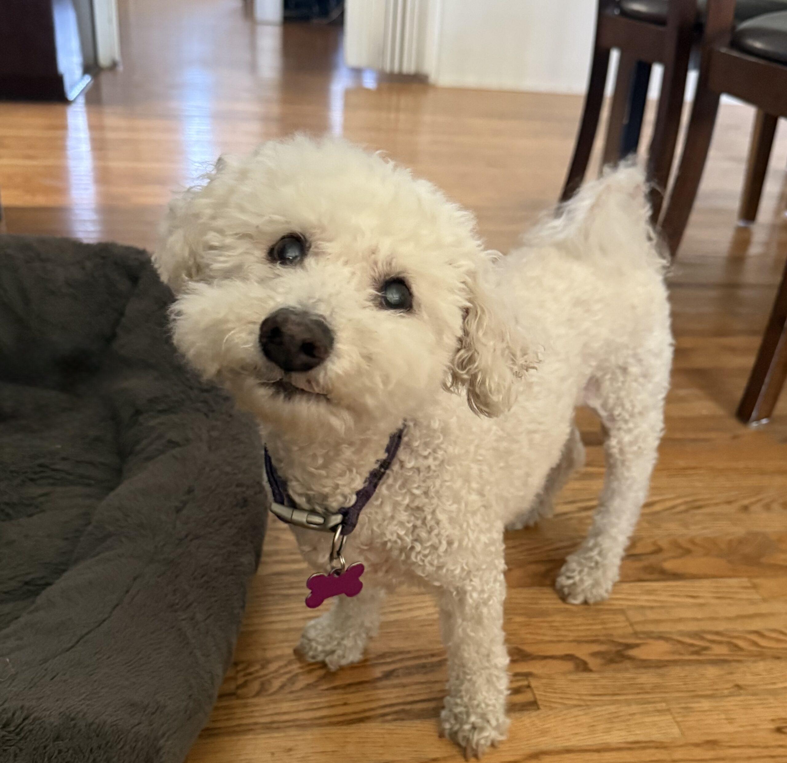 Enlarge Sunny #502, a Adoptable Bichon Frise in Placentia, CA image 2/6