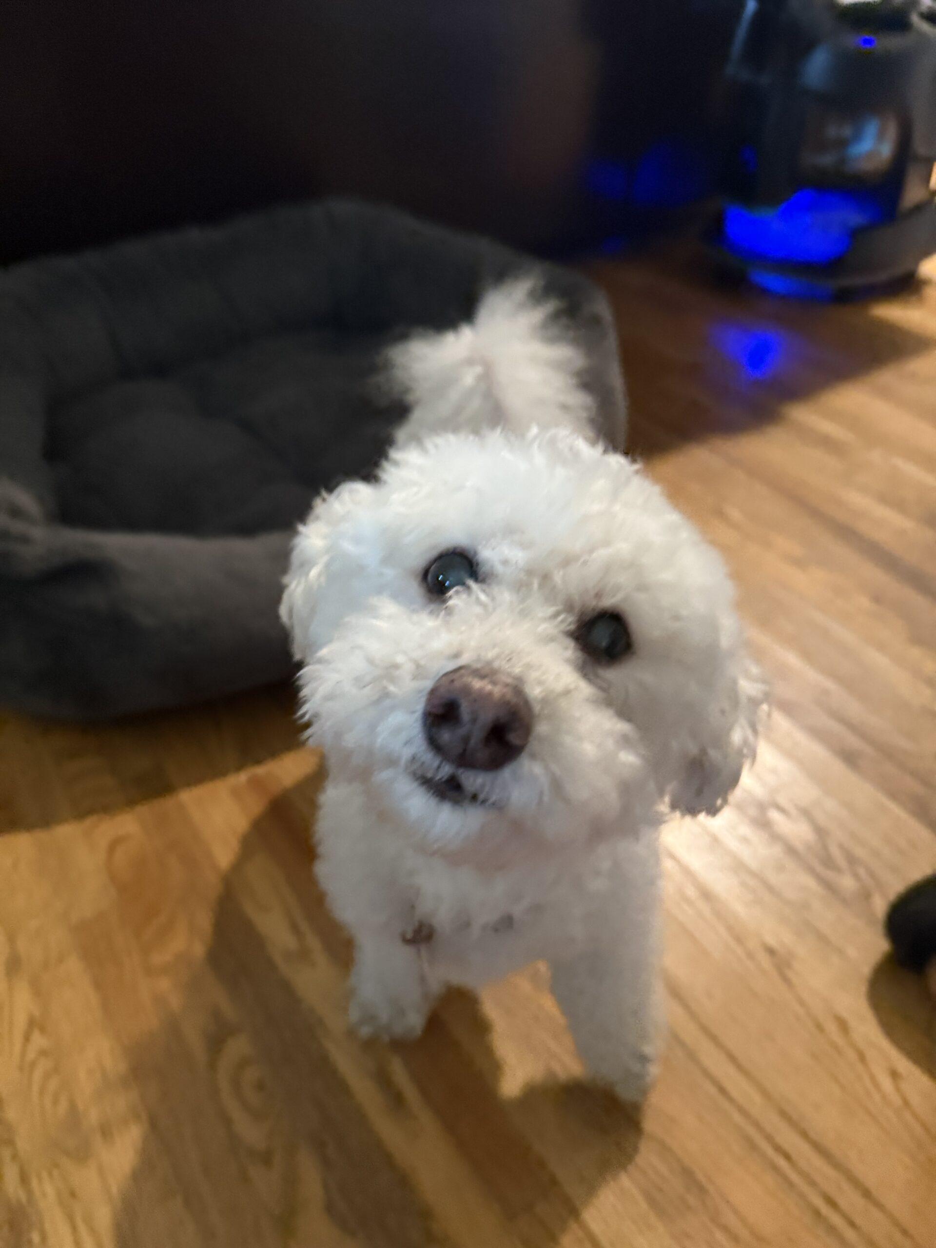 Enlarge Sunny #502, a Adoptable Bichon Frise in Placentia, CA image 3/6