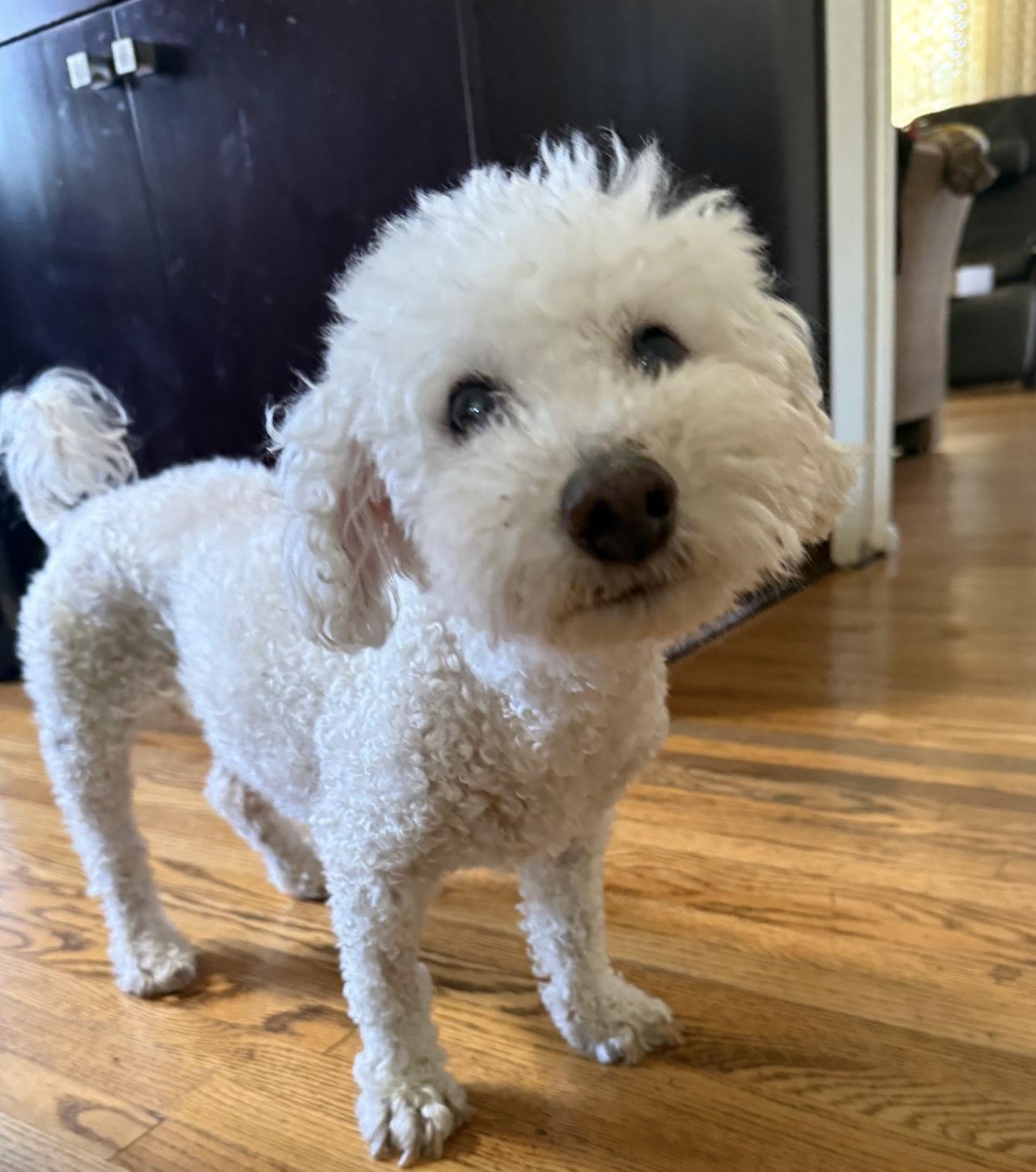 Enlarge Sunny #502, a Adoptable Bichon Frise in Placentia, CA image 6/6