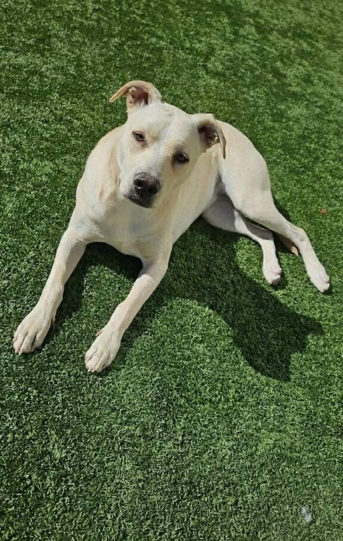Enlarge Vanilla, a Adoptable mixed breed in El Paso, TX image 1/1