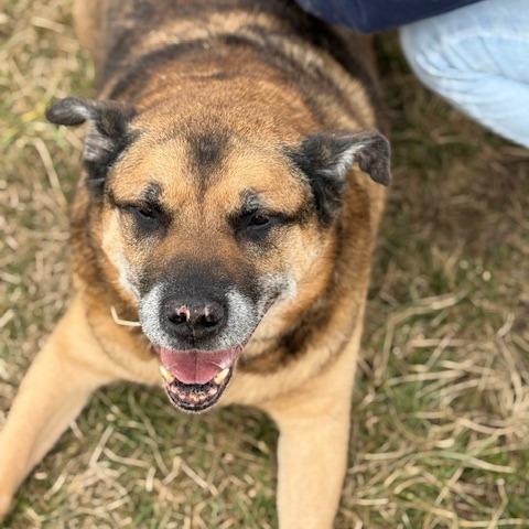 Leon, Adoptable, Senior Male Mixed Breed.