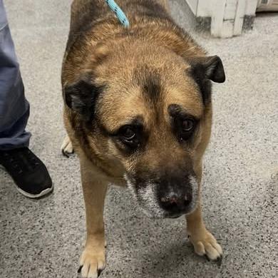 Leon, Adoptable, Senior Male Mixed Breed.