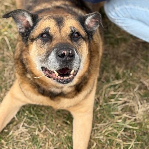 Leon, a Adoptable Mixed Breed in Jeffersonville, IN image 3/3