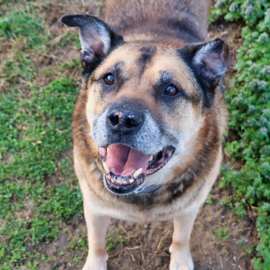 Enlarge Brutus, a Adoptable Mixed Breed in Jeffersonville, IN image 4/4