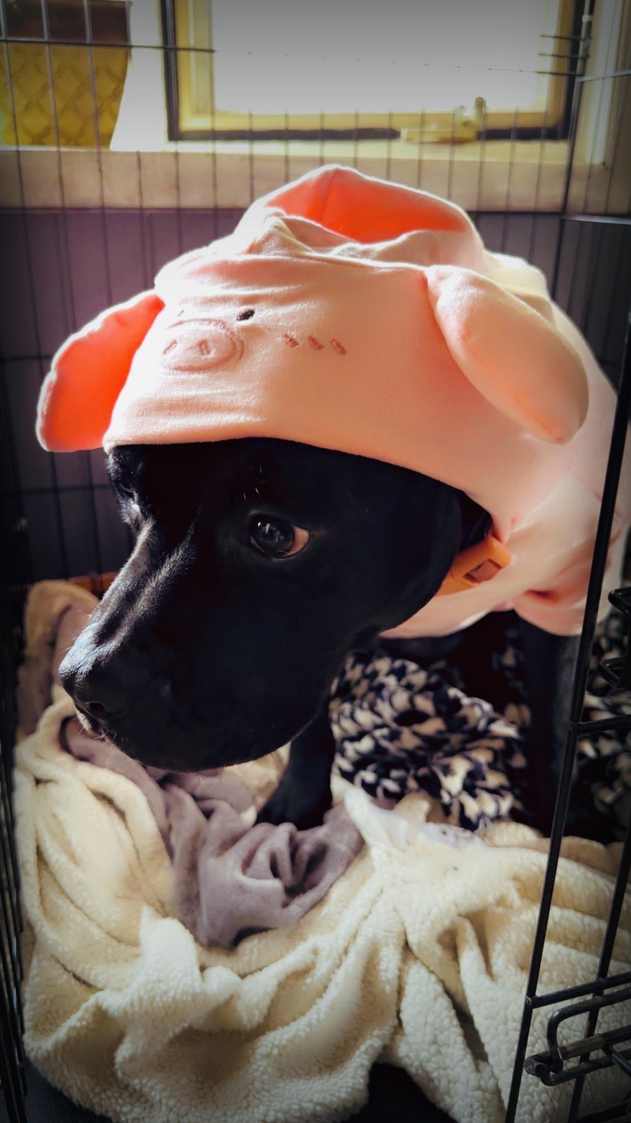 Enlarge Miss Piggy, a Adoptable mixed breed in Indianapolis, IN image 2/5