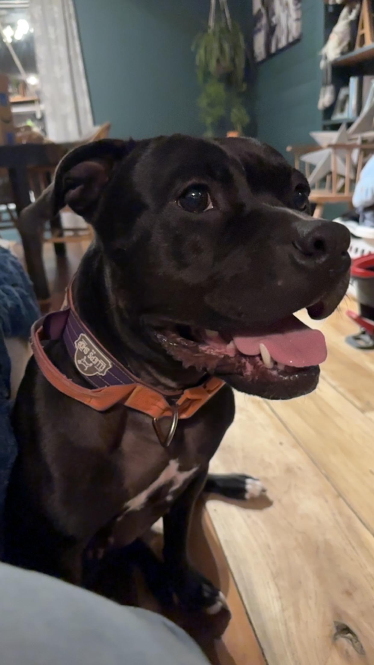 Enlarge Miss Piggy, a Adoptable mixed breed in Indianapolis, IN image 3/5