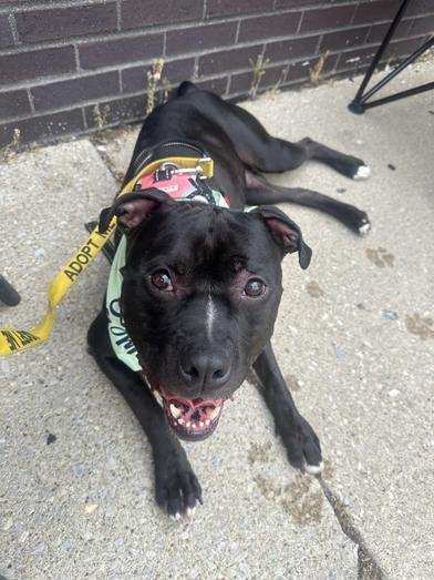 Miss Piggy (Foster Needed)