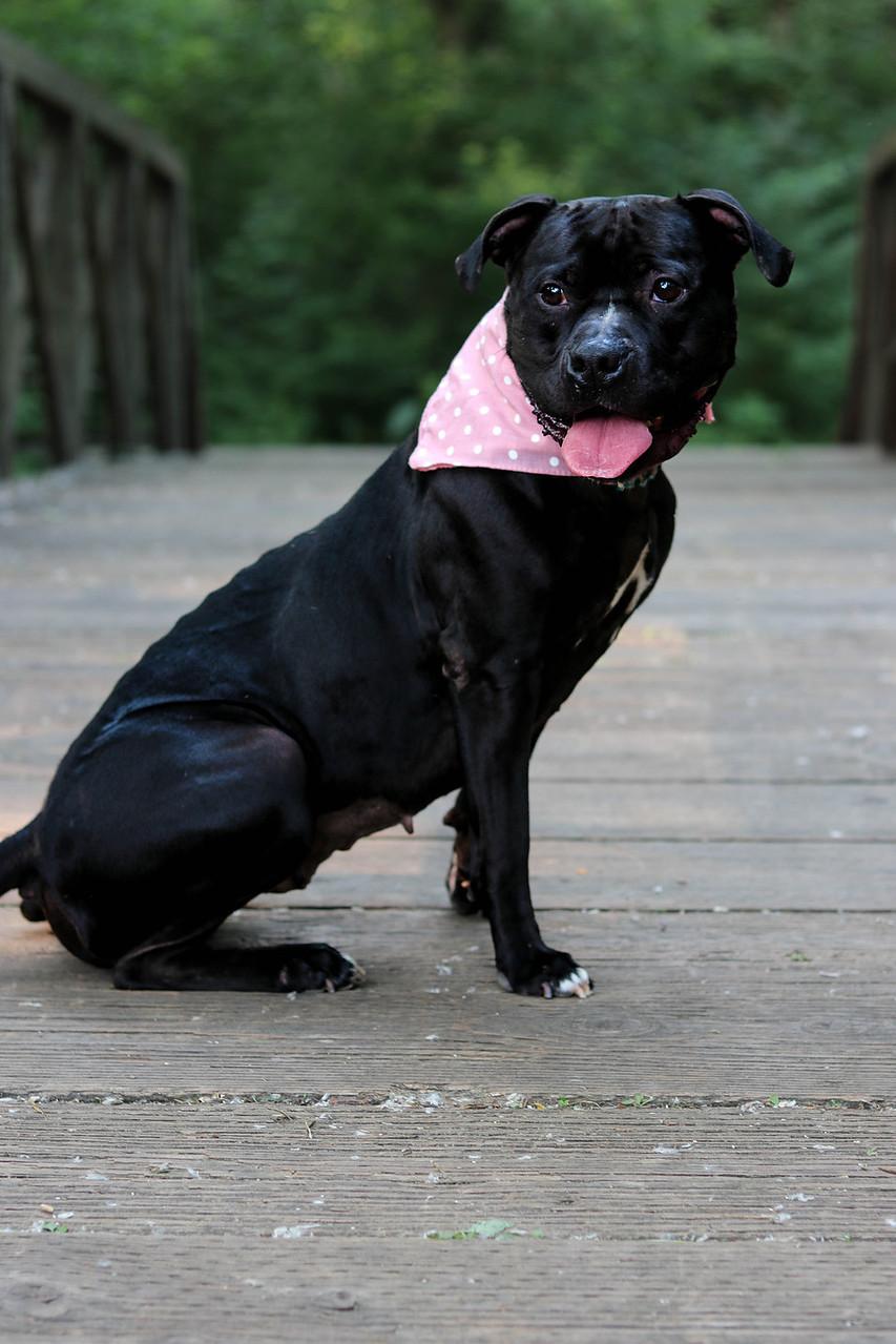 Miss Piggy (Foster Needed)