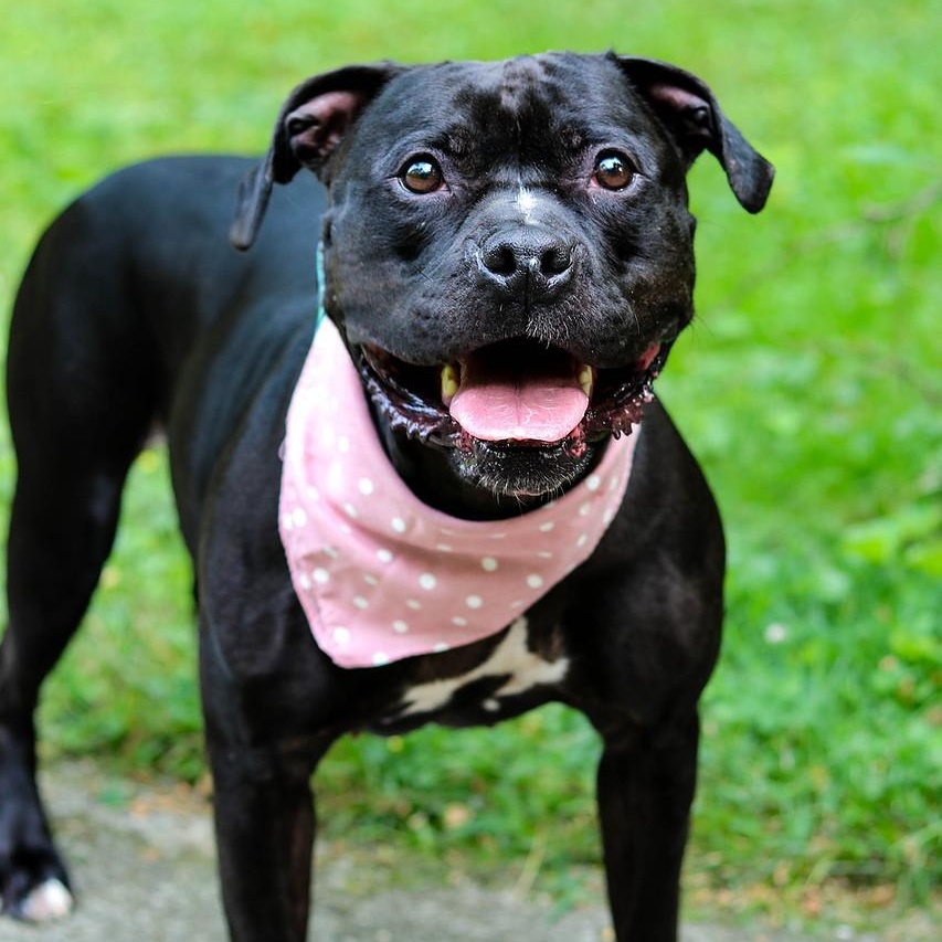 Miss Piggy, Adoptable, Adult Female Pit Bull Terrier.
