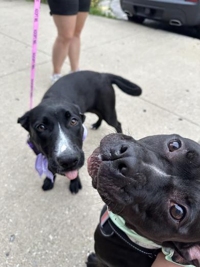 Miss Piggy (Foster Needed)