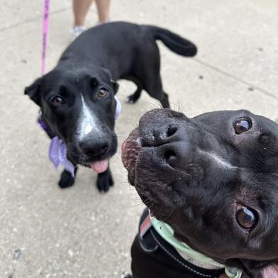 Enlarge Miss Piggy, a Adoptable mixed breed in Indianapolis, IN image 4/5