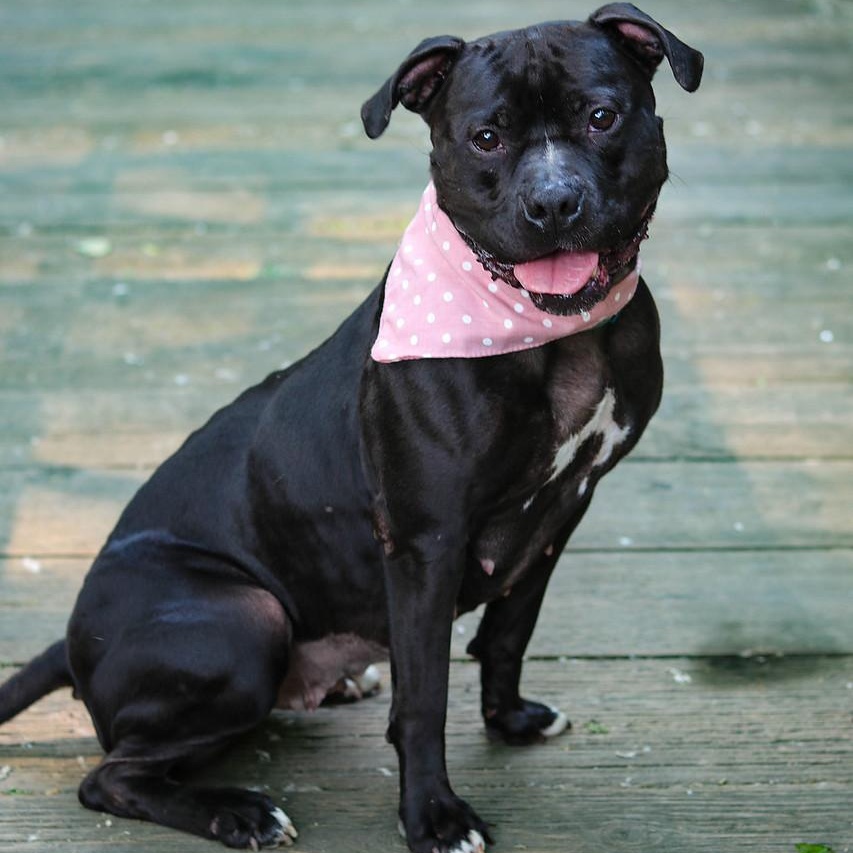 Enlarge Miss Piggy, a Adoptable mixed breed in Indianapolis, IN image 5/5