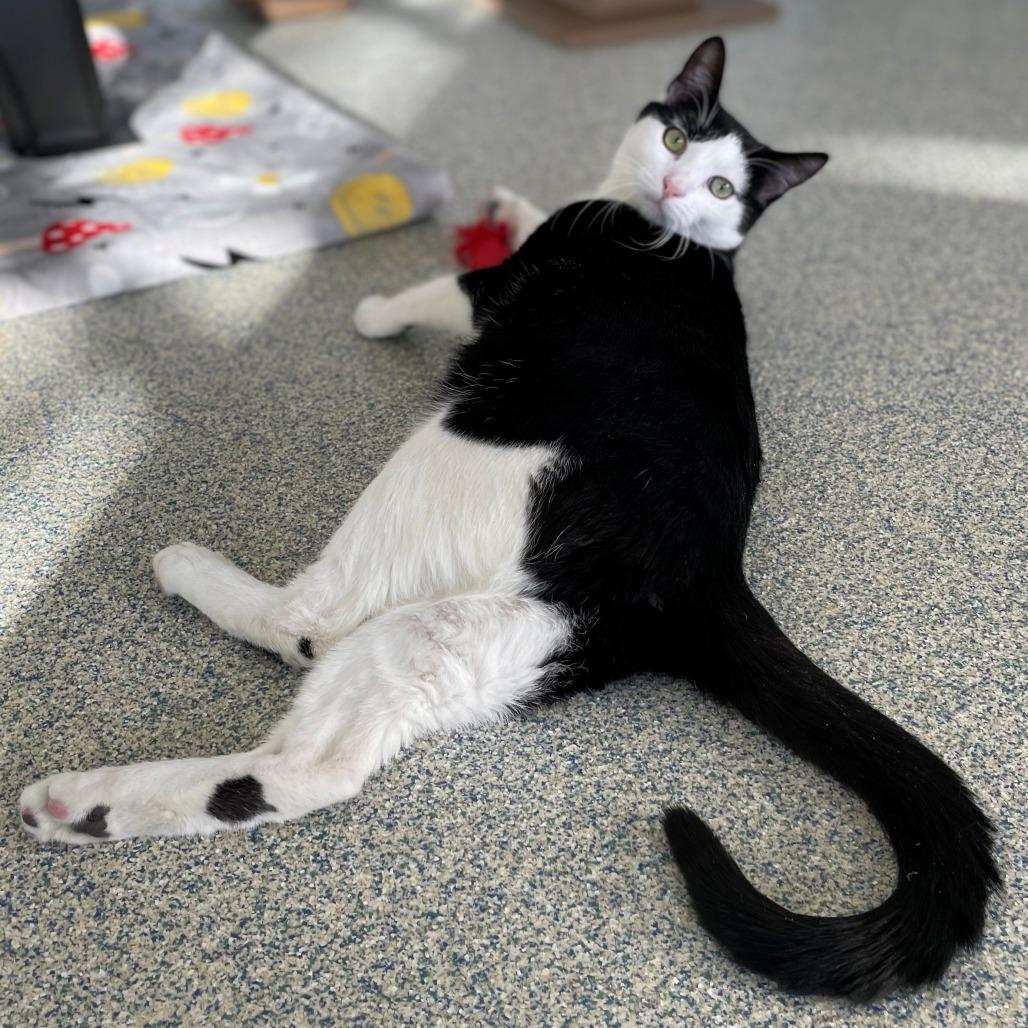 Enlarge Skitter, a Adoptable Domestic Short Hair in East Hampton, NY image 1/6