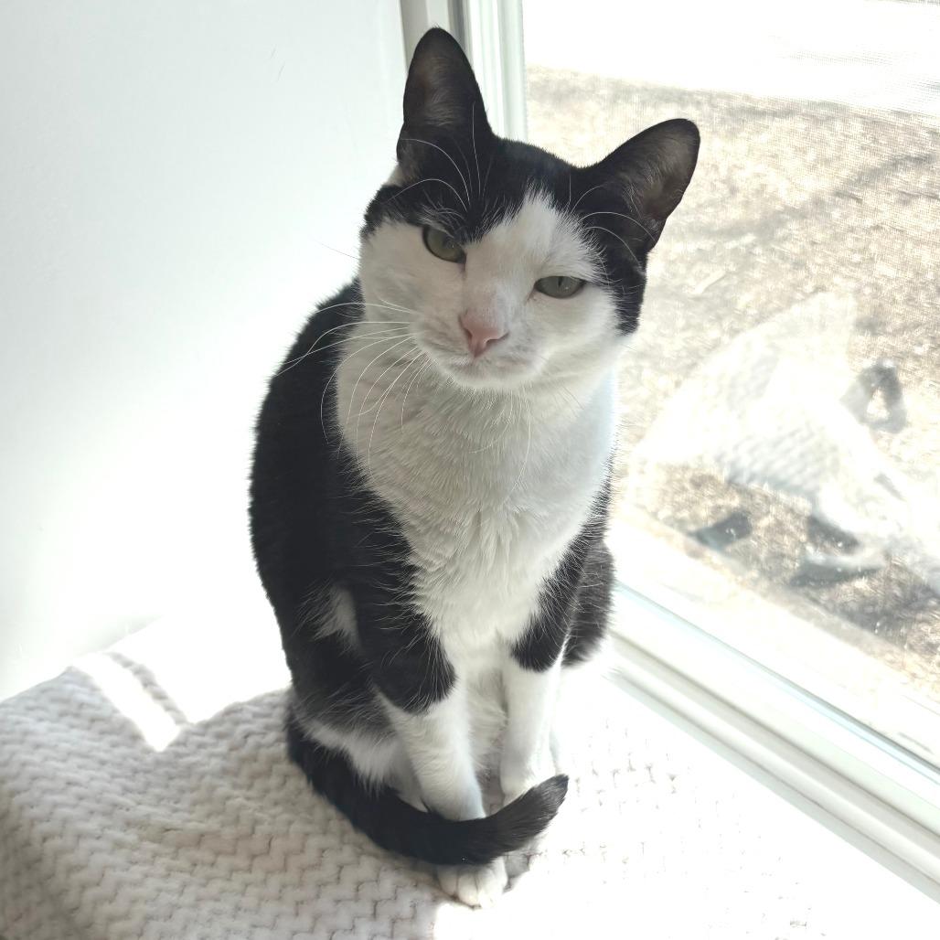 Skitter, Adoptable, Adult Male Domestic Short Hair.