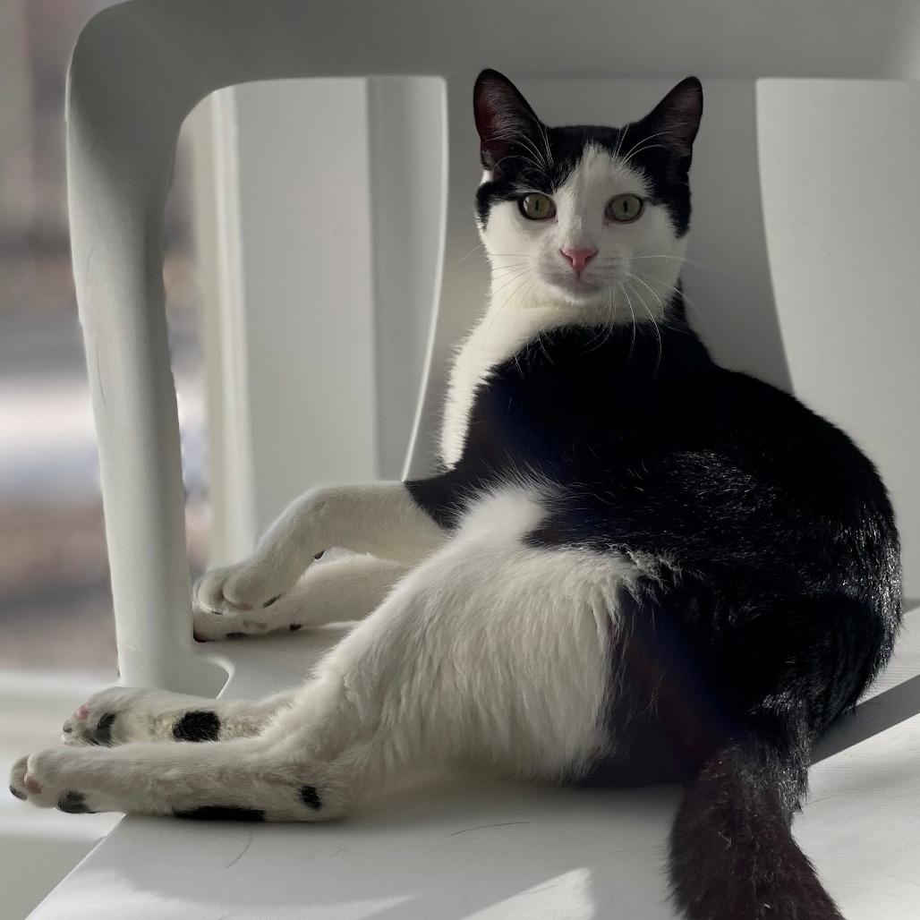 Enlarge Skitter, a Adoptable Domestic Short Hair in East Hampton, NY image 2/6