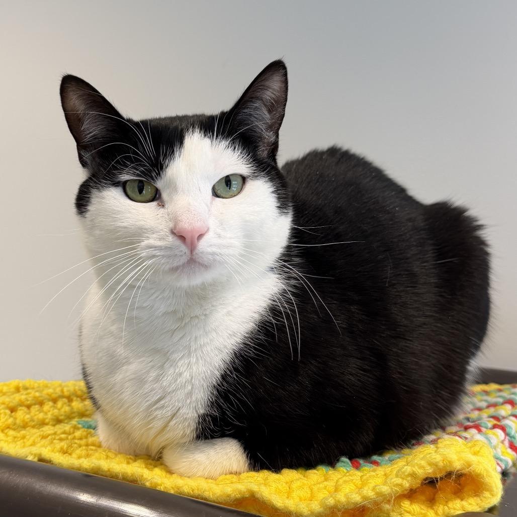 Enlarge Skitter, a Adoptable Domestic Short Hair in East Hampton, NY image 2/6
